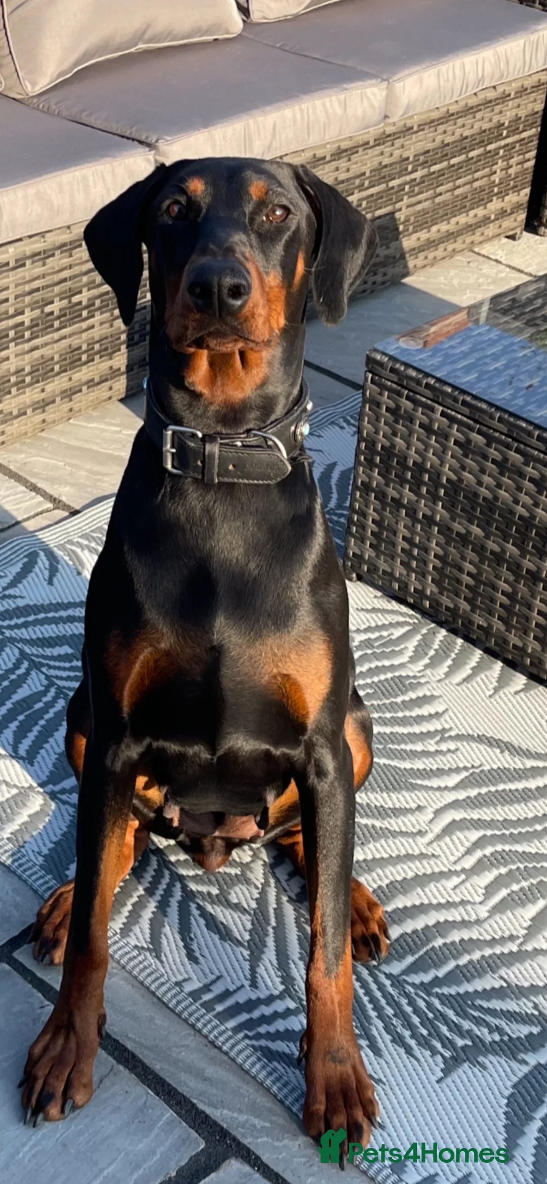 Dobermann dogs for sale: Female doberman - Advert 7
