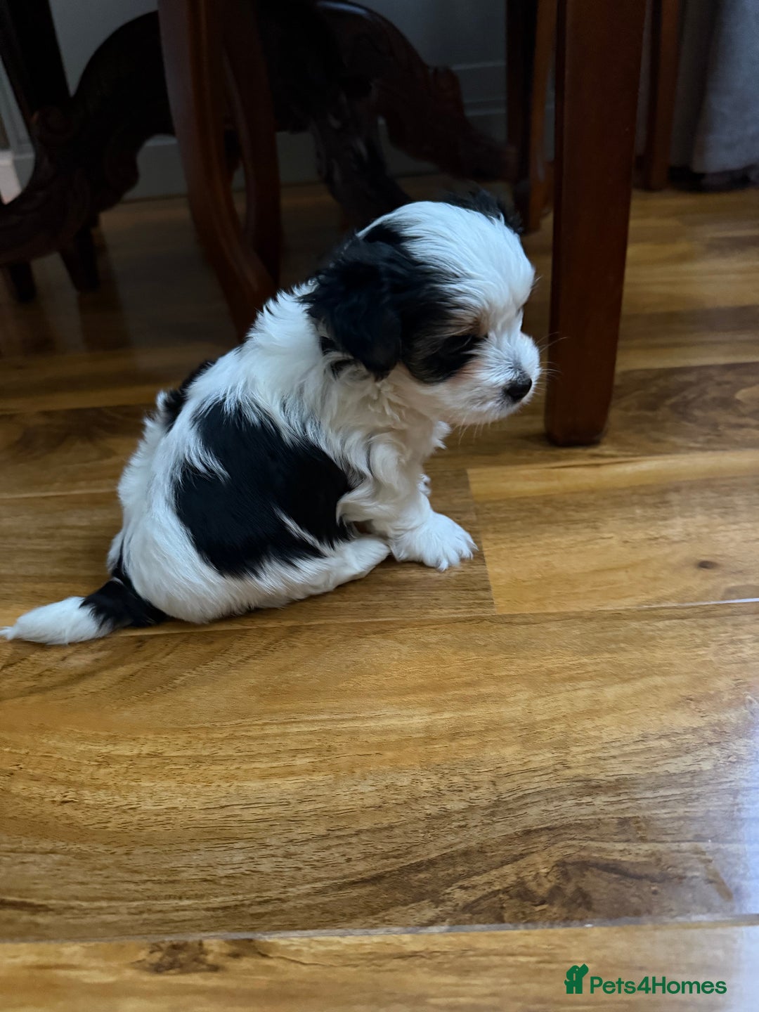 Biewer Terrier dogs for sale: Two beautiful puppies for sale. 1 boy 1 girl - Advert 8
