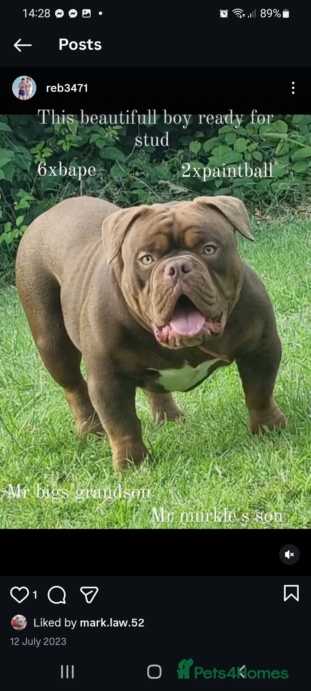 American Bully dogs for sale: American Exotic Bully male  - Advert 1