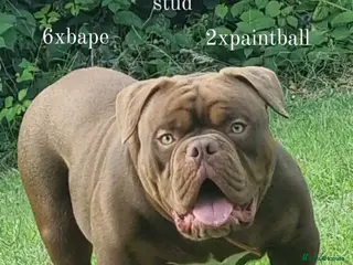 American Bully dogs American Exotic Bully male - Advert 7