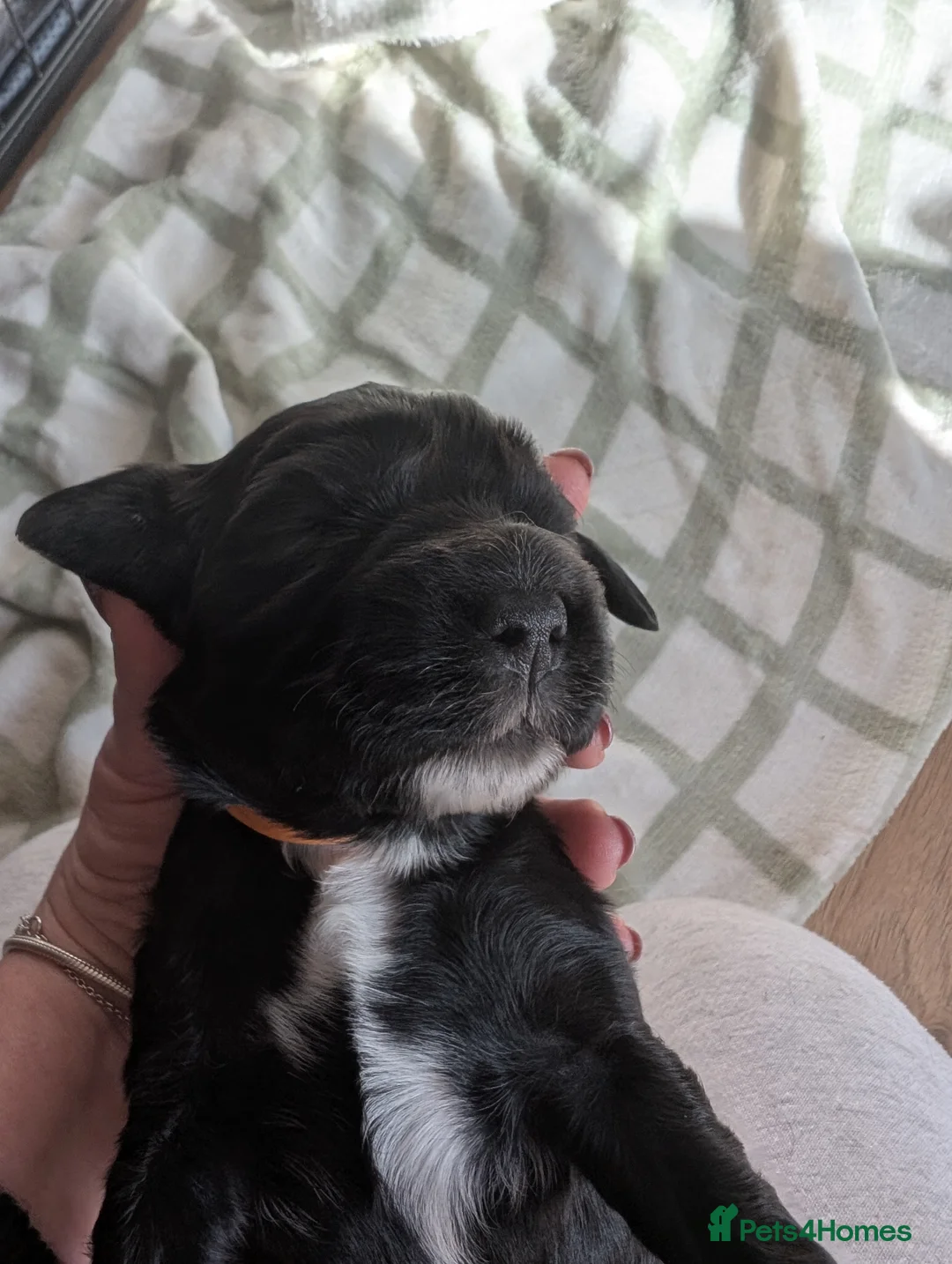 Cockapoo dogs for sale: Beautiful little of 5 Cockerpoos - Advert 27