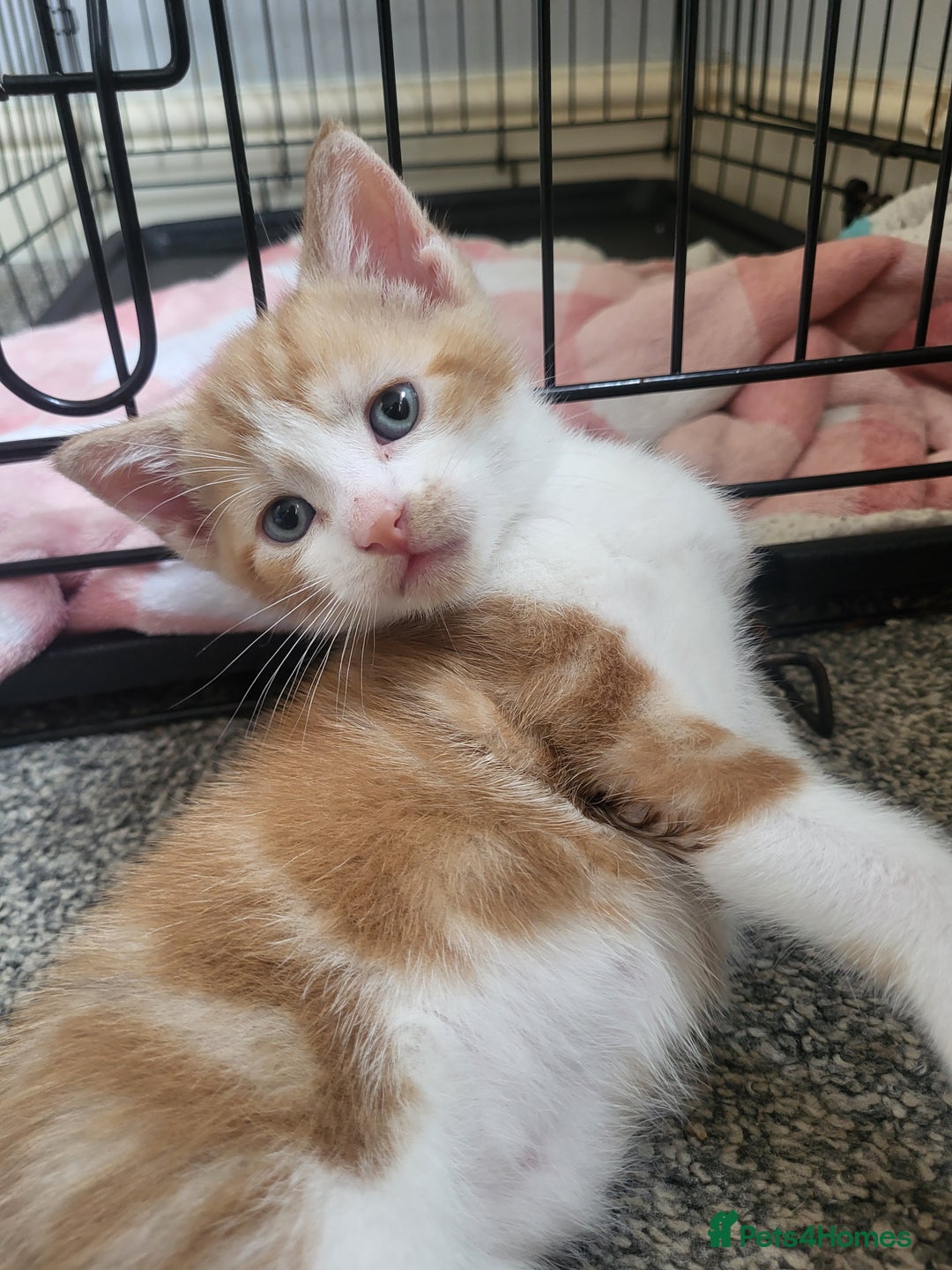 Mixed Breed cats for sale: 4 kittens  in Barnsley - Image 9