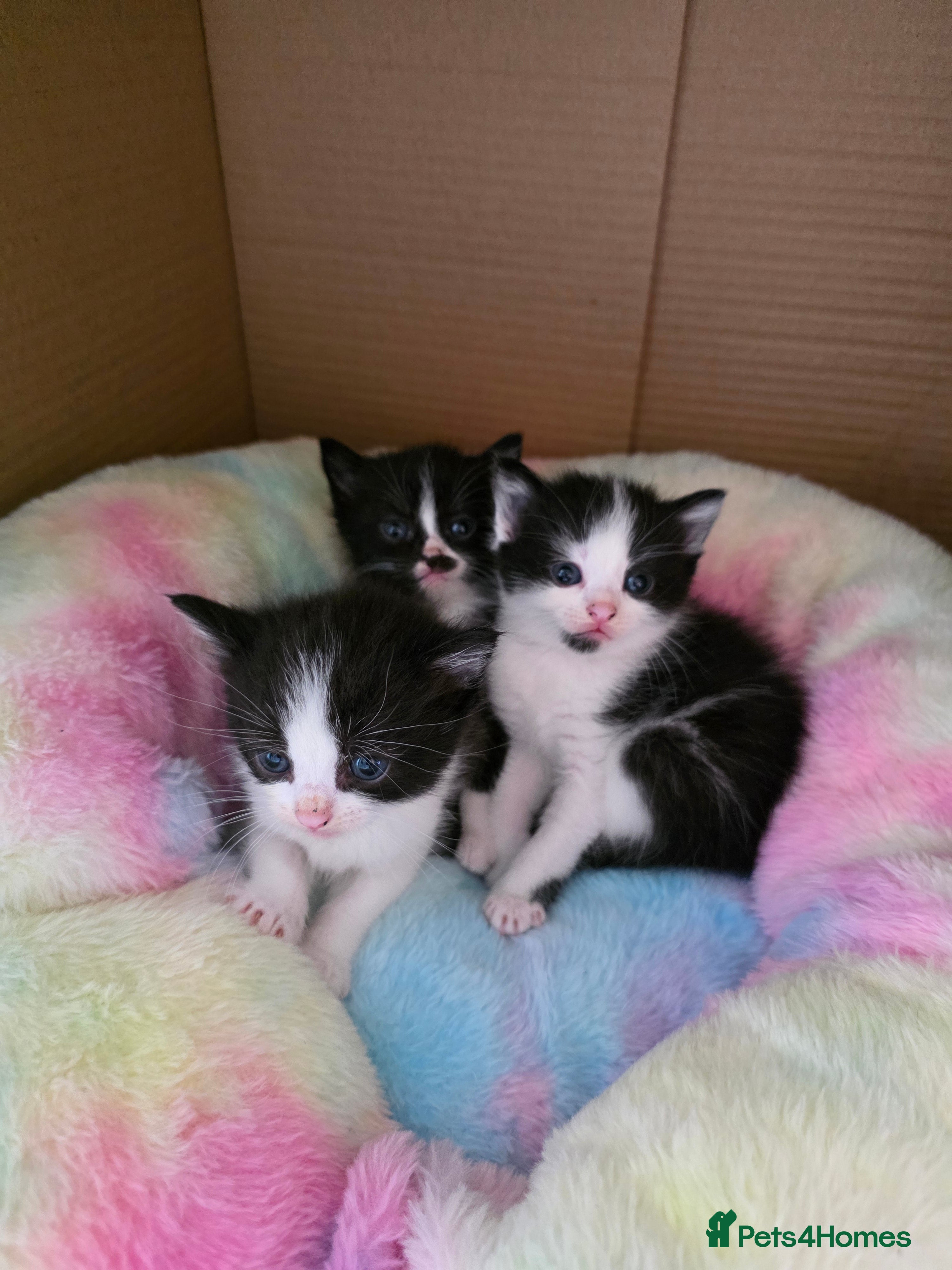 Mixed Breed cats Beautiful kittens - Advert 12