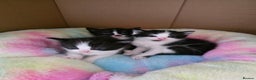 Mixed Breed cats for sale: Beautiful kittens - Advert 1