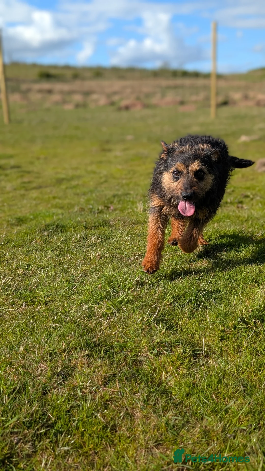 Mixed Breed dogs for sale: Maggie - Border X Bedlington Terrier - Advert 2