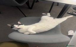 British Longhair cats for sale: Cuddly, playful male cat looking for a new home  - Image 5