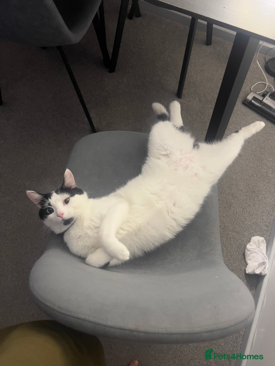 British Longhair cats for sale: Cuddly, playful male cat looking for a new home  - Image 5