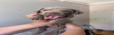 Weimaraner Puppy 9