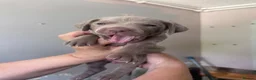 Weimaraner dogs for sale: Kc registered Silver Weimaraner puppies for sale  - Advert 16