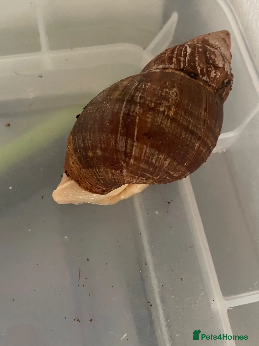 Snails invertebrates for sale: 3 African land snails  - Advert 2