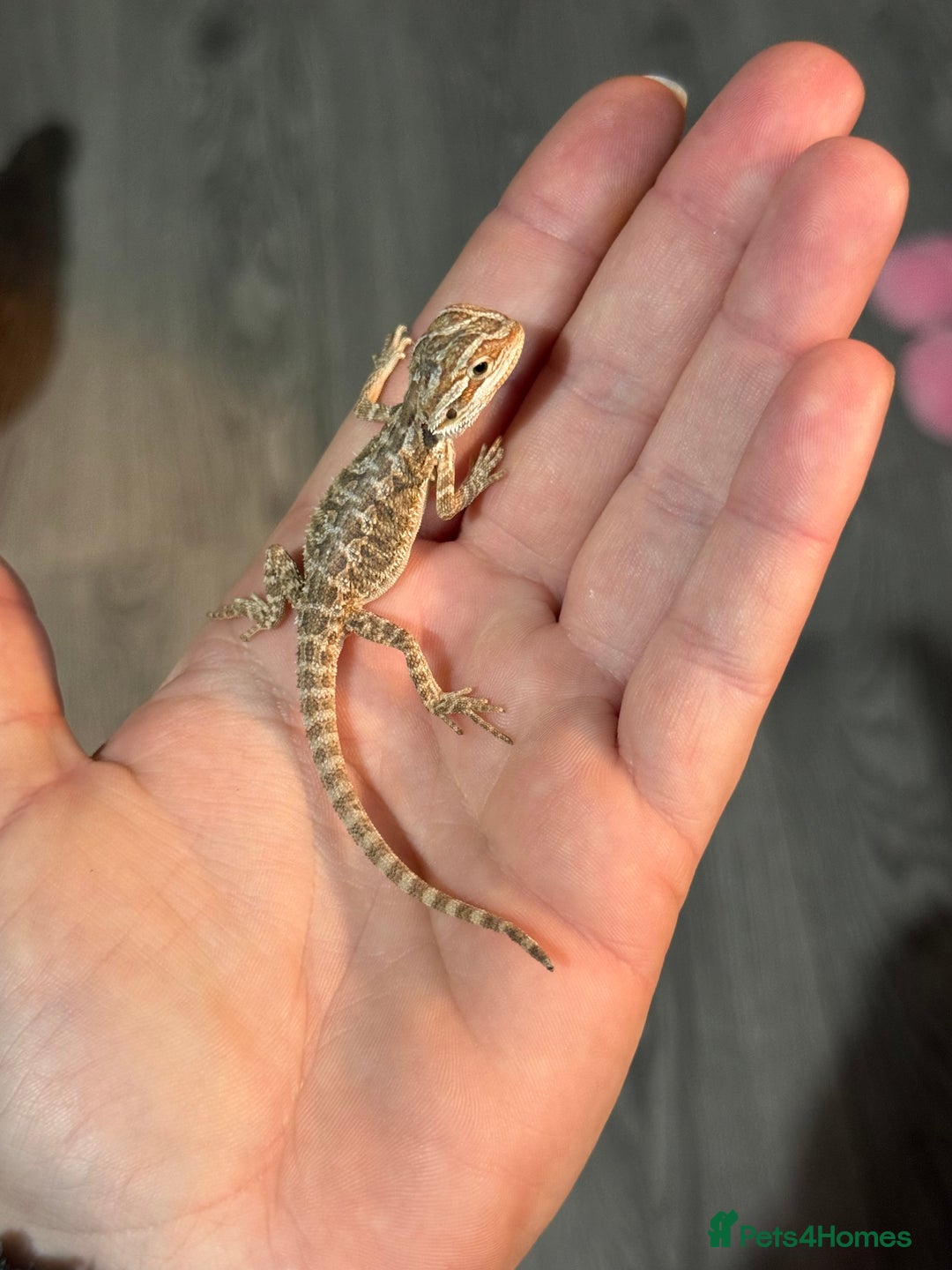 Bearded Dragon reptiles for sale: Bearded Dragon babies - Advert 18