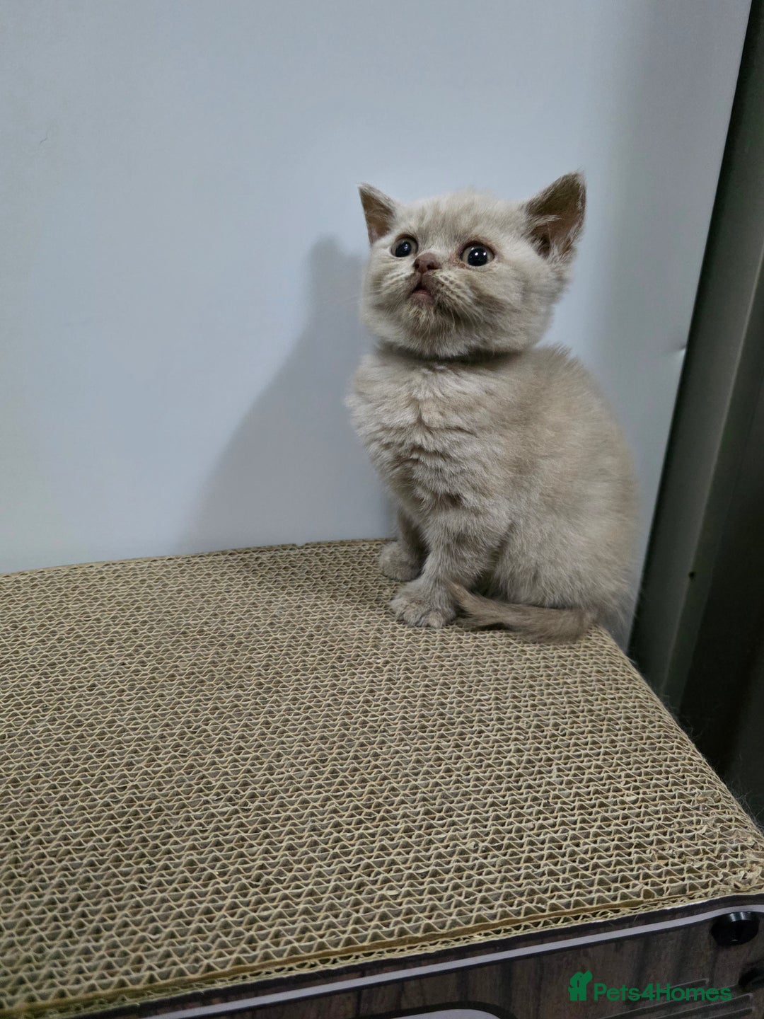 British Shorthair cats for sale: Beautiful British shorthair kittens - Image 4