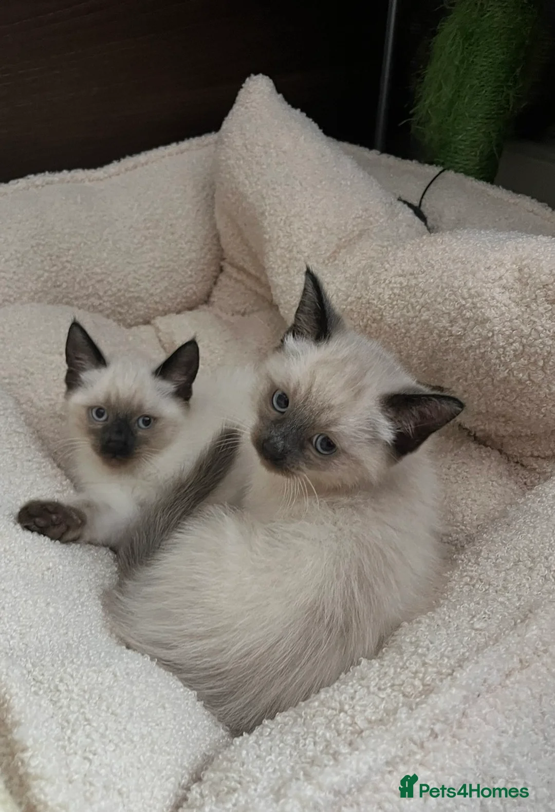 Siamese cats for sale: Beautiful Siamese x Ragdoll Kittens - Advert 2