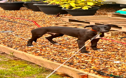 Lurcher dogs for stud: Whippet grey x beddy whippet grey - Image 3