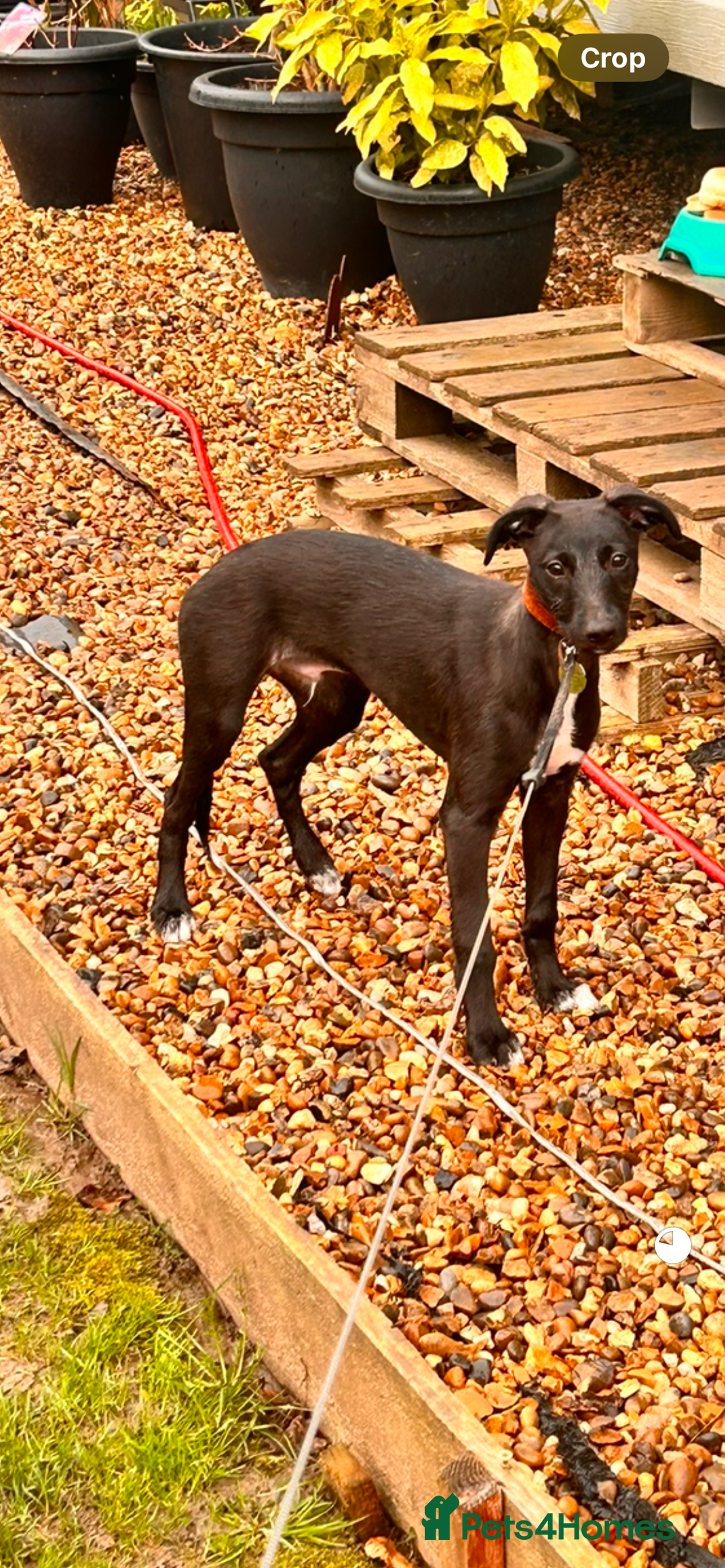 Lurcher dogs for stud: Whippet grey x beddy whippet grey - Image 3