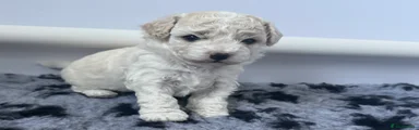 Cavapoochon 4