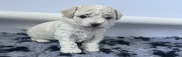 Cavapoochon dogs for sale: Cavapoochon puppies - beautiful colours - Advert 2