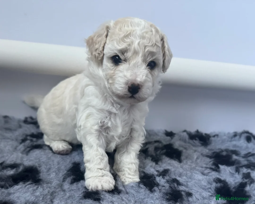Cavapoochon dogs for sale: Cavapoochon puppies - beautiful colours - Advert 2