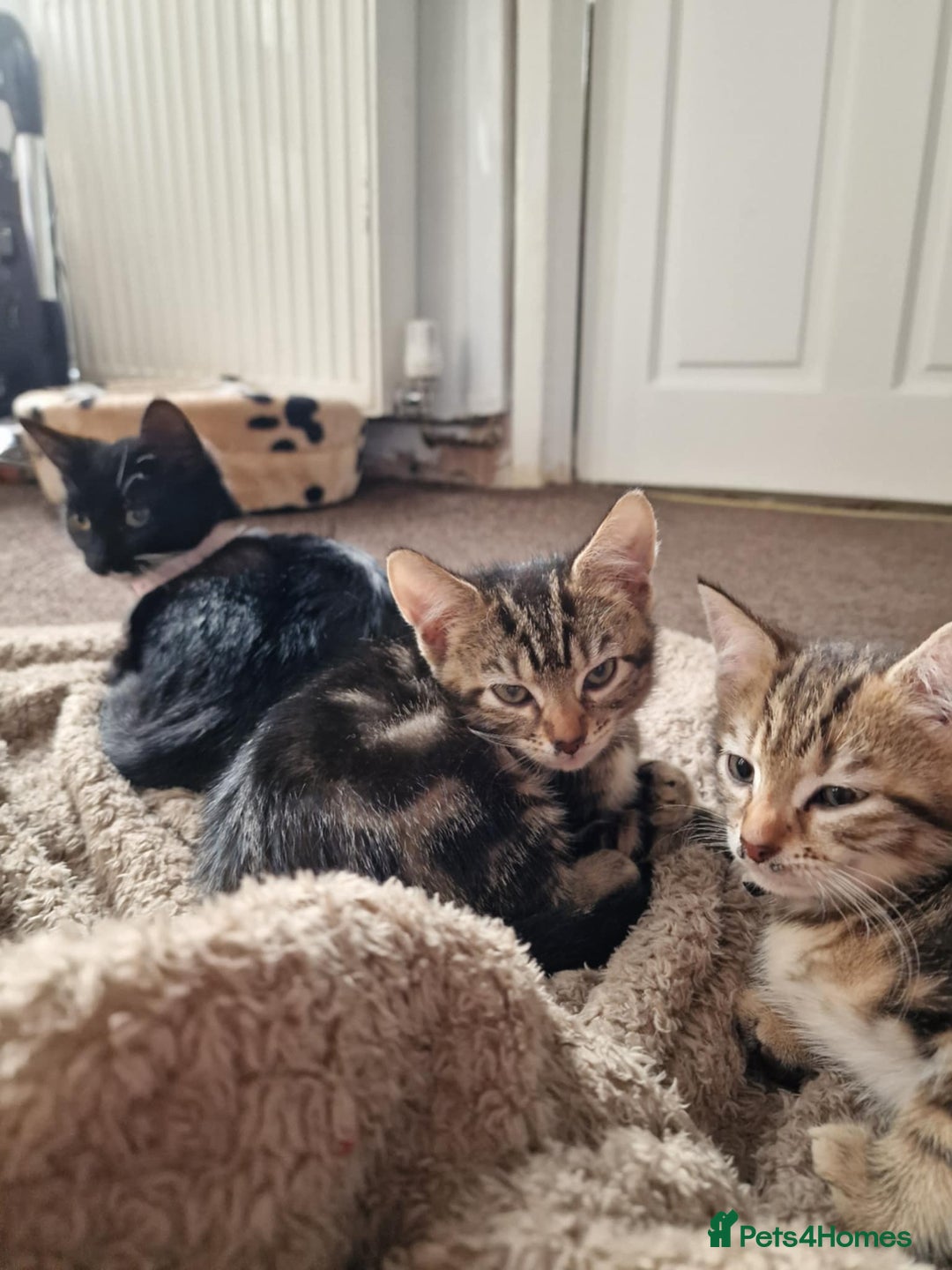 Mixed Breed cats for sale: 6 friendly tabby kittens - Image 8
