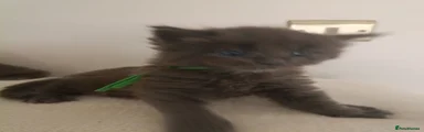 Maine Coon Kitten Solid blue boy 🩵 Green collar