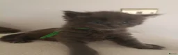 Maine Coon cats for sale: Exceptional Maine Coon kittens 😻💞 - Advert 11