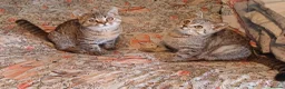 British Shorthair cats for sale:   Last Two boys Ready to leave🐱 - Advert 12