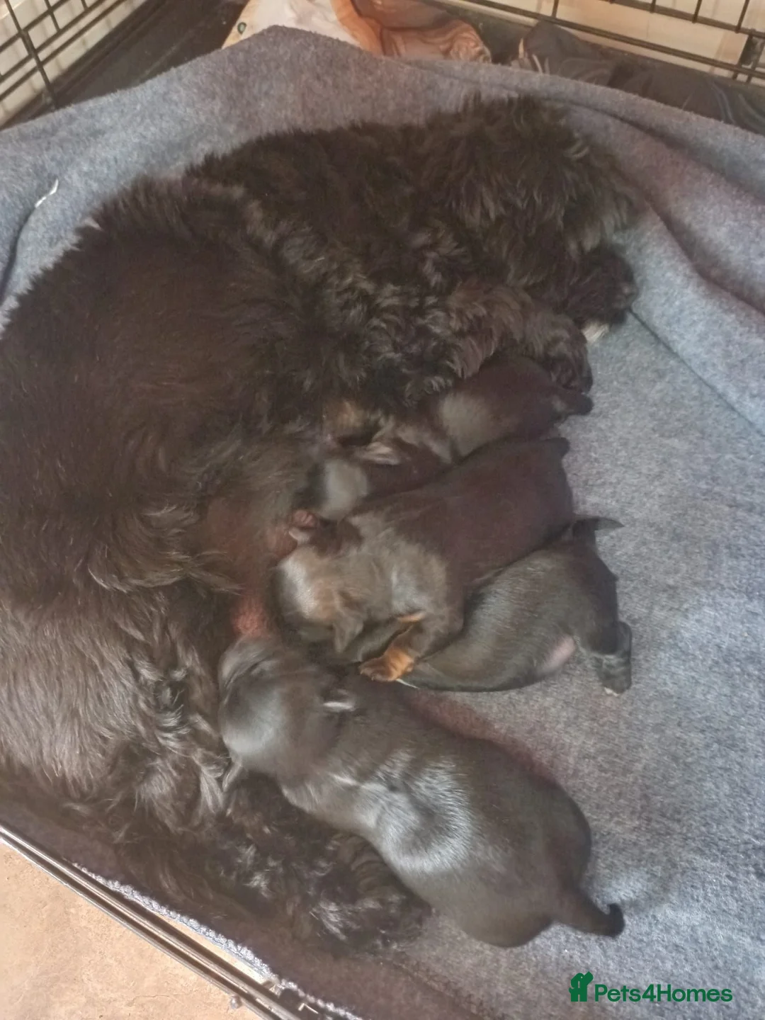 Yorkiepoo dogs for sale: Yorkiepoo puppys in Spalding - Advert 7