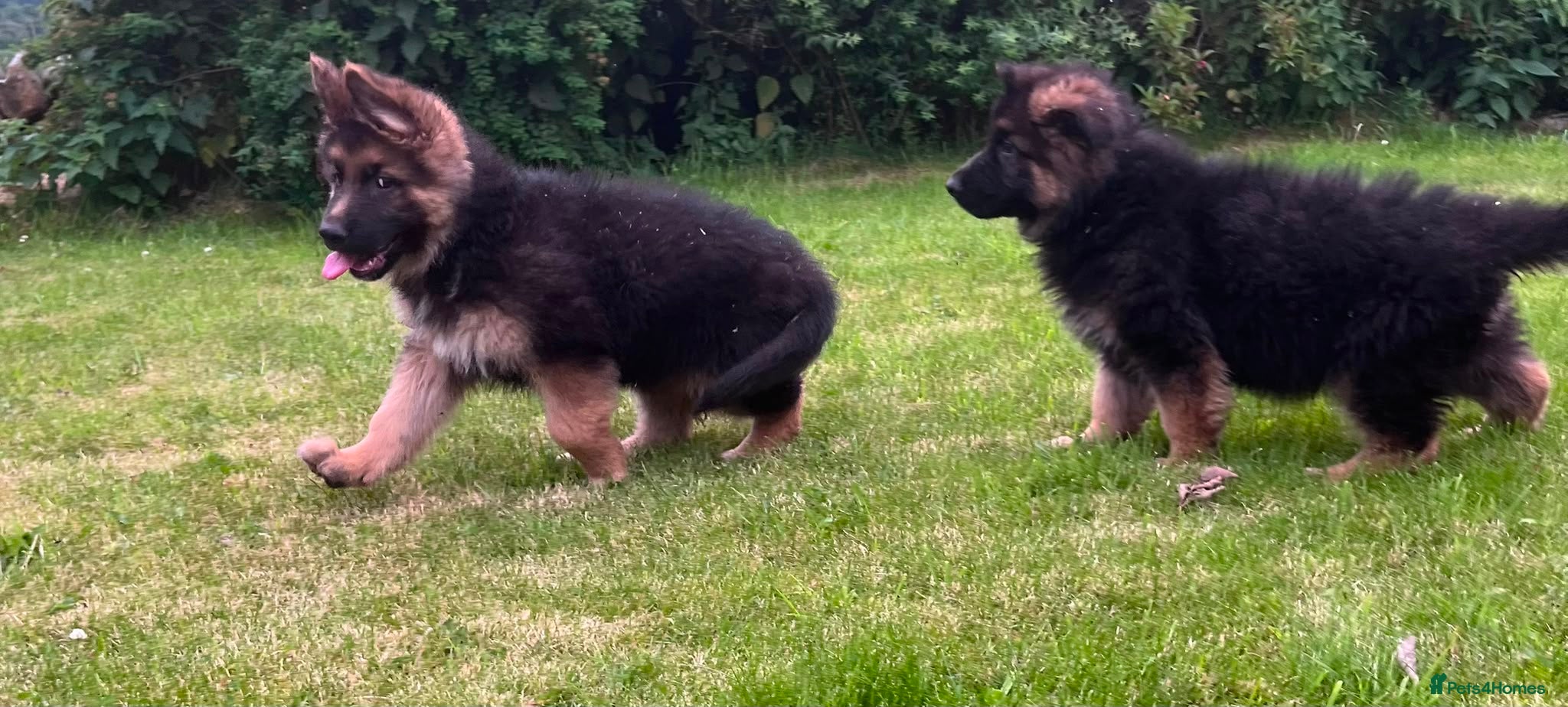 German Shepherd dogs Beautiful family reared German Shepherd pups - Advert 1