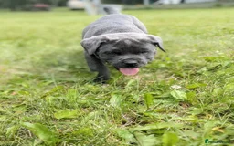 Cane Corso dogs for sale:  Stunning Cane Corso Puppies Ready - Image 6