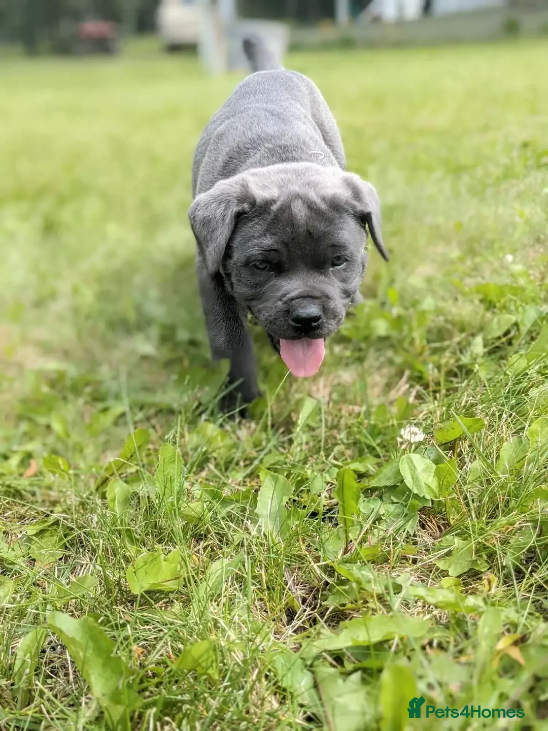 Cane Corso dogs for sale:  Stunning Cane Corso Puppies Ready - Image 6
