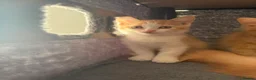 British Shorthair cats for sale: 3 BSH/ragdoll kittens🐾 in Luton - Advert 7