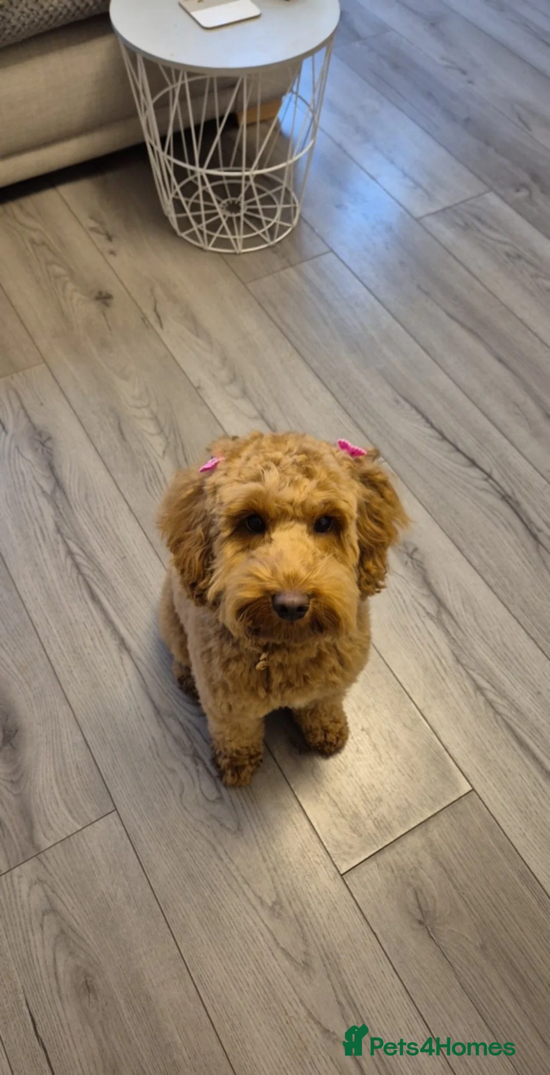 Cockapoo dogs for stud: *PROVEN* DNA TESTED F/F Gene Red Cockapoo Stud in Coventry - Advert 18