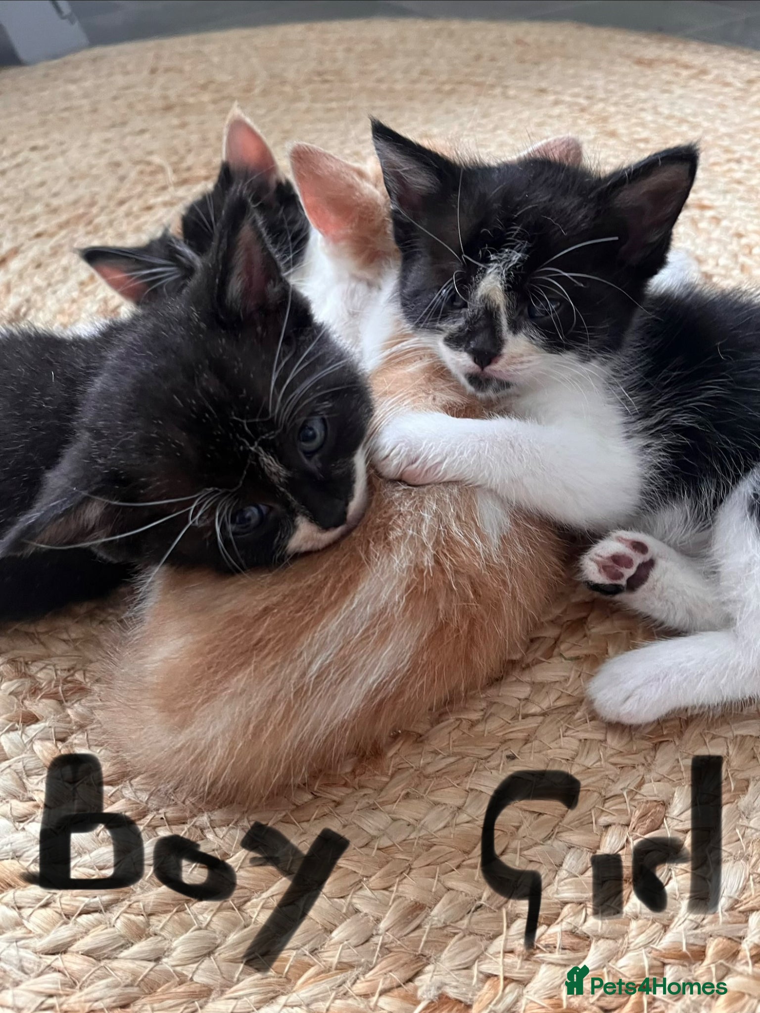 Himalayan cats Himalayan cross - Advert 10