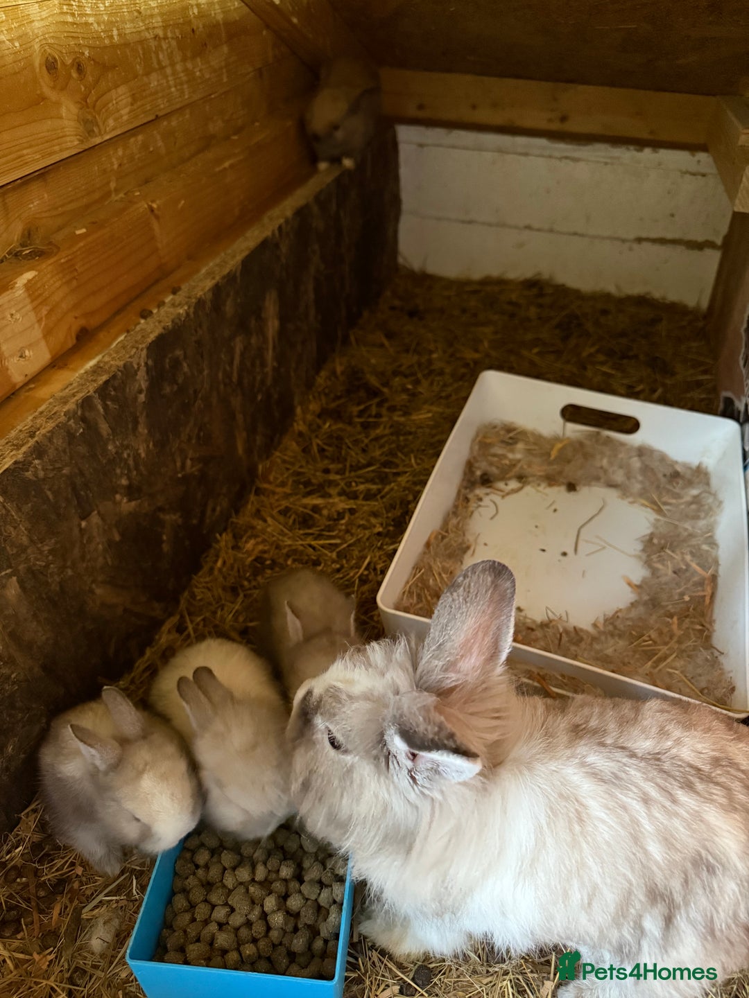 Lionhead rabbits for sale: Beautiful Double Maned Lionhead Rabbits - Image 4