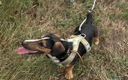 Jack Russell dogs for sale: Forsale  - Image 3