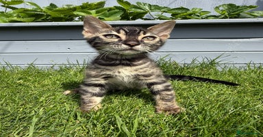 Bengal cats - Advert 3