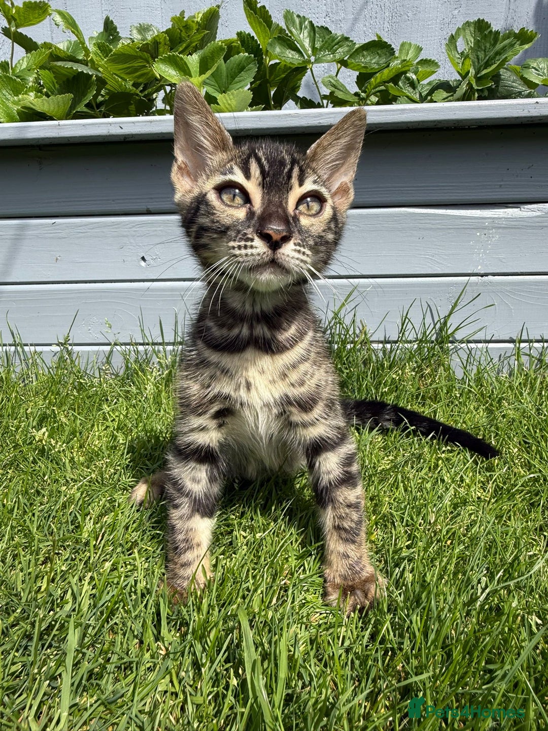 Bengal cats for sale: Bengal Kittens For Sale (Ready To Go - 1 left) - Image 2
