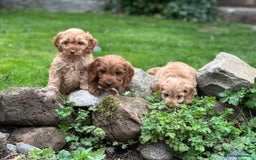 Cockapoo dogs for sale: Stunning cockapoos ready now for loving homes  - Image 13