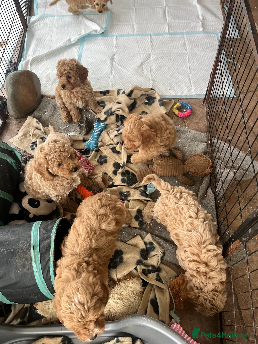 Cavapoochon dogs for sale: Cavapoochon p - Advert 9