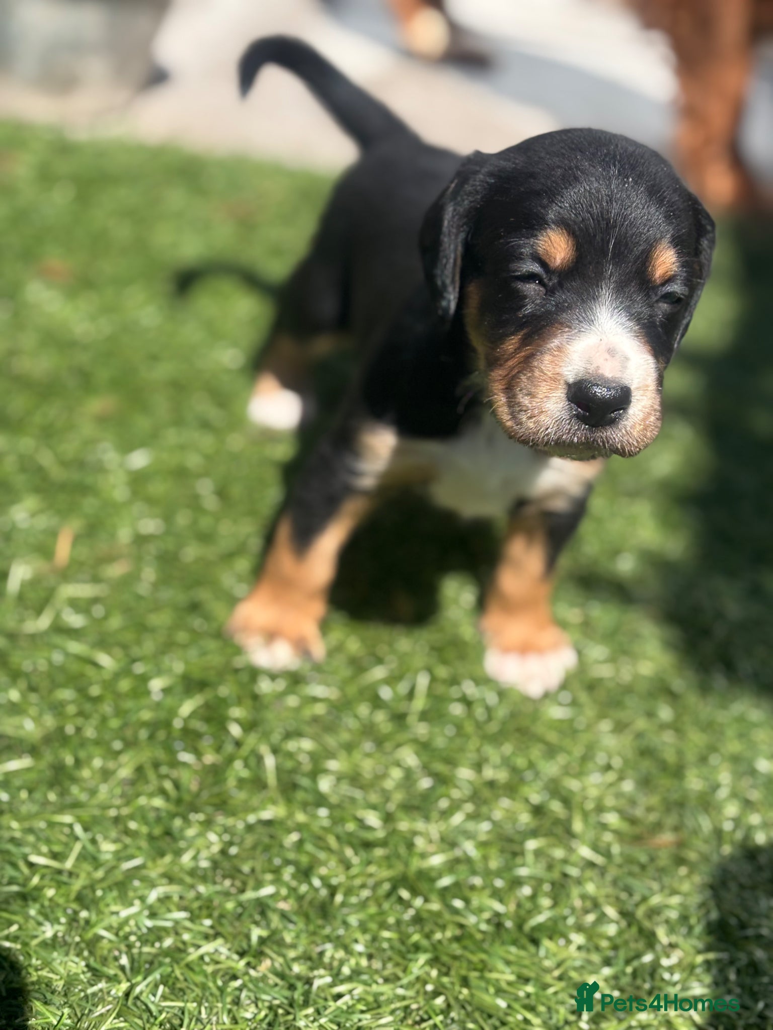 Mixed Breed dogs Cocker X Collie Puppies - Advert 2