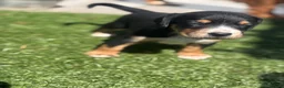 Mixed Breed dogs for sale: Cocker X Collie Puppies - Advert 2