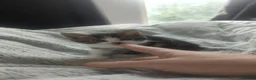 European cats for sale: 2 Beautiful Boy Tabby's  - Advert 18
