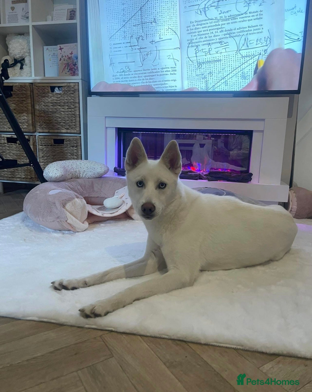 Siberian Husky dogs 1 year old female husky for sale!!  - Advert 12