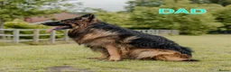 German Shepherd dogs for sale: KC Register German Shepherd puppies  in London - Advert 7