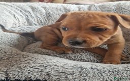 Staffordshire Bull Terrier dogs for sale: Staffordshire bull terrier pups - Image 5