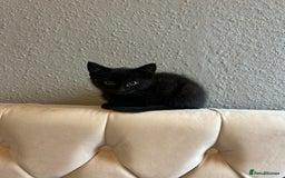Domestic Shorthair cats for sale: Beautiful black domestic short hair kittens - Advert 1