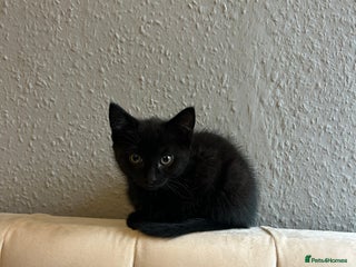 Domestic Shorthair cats Beautiful black domestic short hair kittens - Advert 1