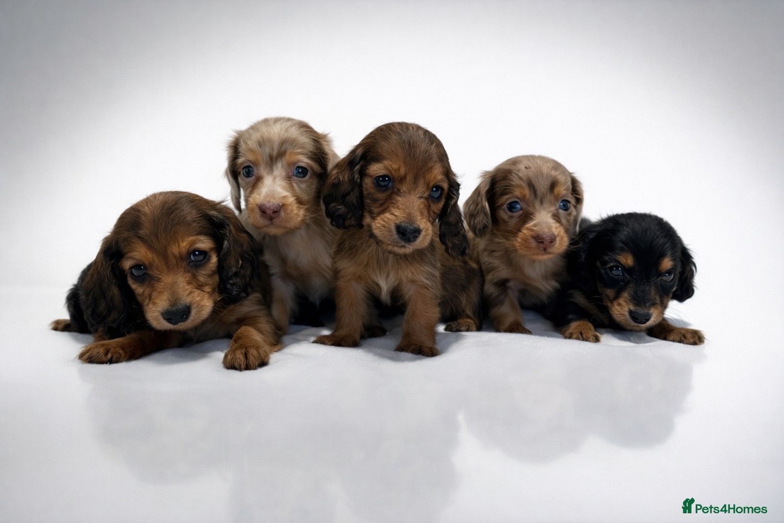 Miniature Dachshund dogs ✨MINI DACHSHUND LONG HAIR ✨👑 KC 👑 - Advert 1