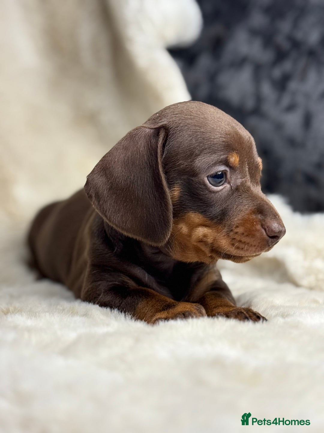 Miniature Dachshund dogs for sale: Quality health tested mini smooth dachshund pups  - Advert 18