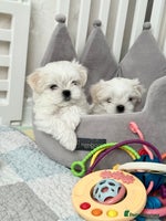 Maltese dogs - Advert 7